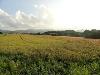 Field of poppies in the countryside in Czech. Taylor Smith.