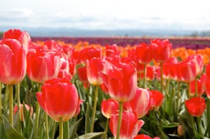 Tulip Festival - Woodburn, Oregon. Taylor Smith