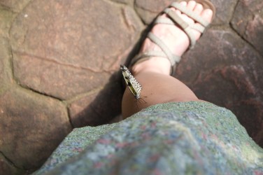 A butterfly and I make friends in Victoria, B.C.