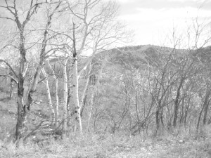 Colorado. by Anna Almquist Branam