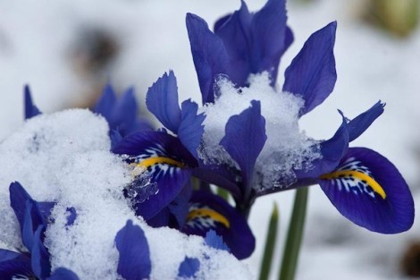flowers and snow